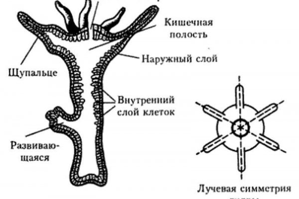 Kraken новая ссылка